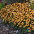 Little Goldstar Rudbeckia Seeds - 200+ Count - Black-eyed Susan - Rudbeckia hirta - Garden Planting, USA