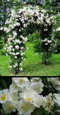 White Rose Bush Live Plant 2-3 Foot Bare Root | Rosa × alba | Fragrant White Blooms for Gardens or Landscapes