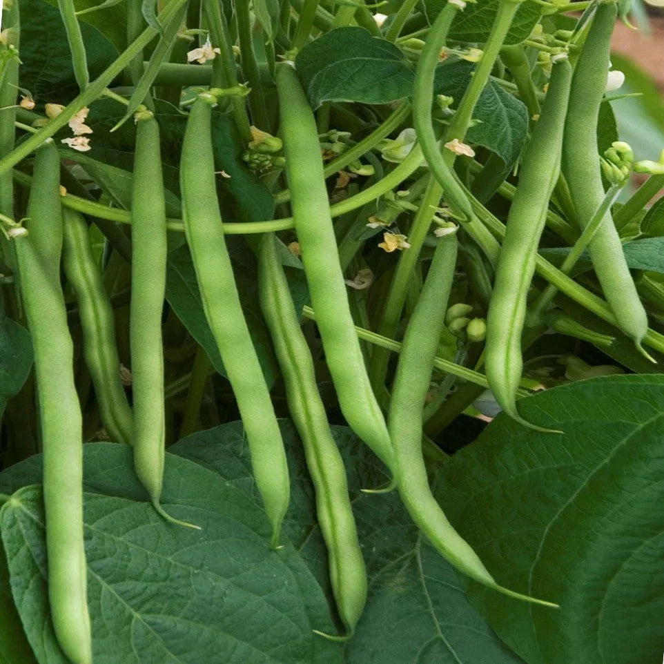 Stringless Green Bean Seeds - Burpee 2025 Planting - Vegetable Garden - Phaseolus vulgaris