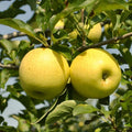 Golden Delicious Apple Tree, Bare Root, ゴールデンデリシャスリンゴ, Malus domestica