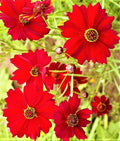 Dwarf Coreopsis Seeds - 1,000+ Non-GMO Red Plains Variety - Perfect for Gardens (Coreopsis tinctoria)