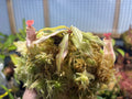 Tropical Pitcher Plant - Nepenthes mirabilis - Exotic Carnivorous Plant for Indoor Gardening