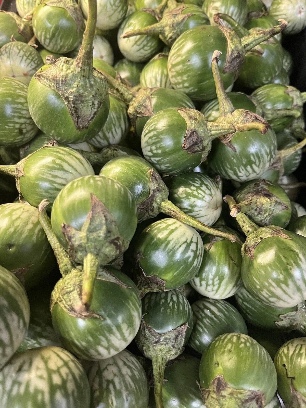 Round Thai Green Eggplant Seeds - 100+ Seeds - Solanum melongena - Heirloom Variety for Home Gardening