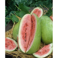 Watermelon Seed - Fresh Charleston Grey Variety - Citrullus lanatus
