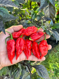 Dorset Naga Hot Pepper Seeds - 25+ Pack for Garden Planting - Capsicum chinense - USA Grown - Free Shipping