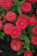 Magellan Cherry Zinnia Seeds - 100+ Pack for Garden Planting - Zinnia elegans - USA Grown, Free Shipping