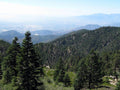 Pacific White Fir Seeds - 31 Count - Evergreen Christmas Tree - Abies concolor - Buy 15 Ships Free