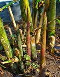 Spiny Bamboo Seeds - 20+ Seeds - Bambusa Arundinacea - Ideal for Planting, Fast-Growing, Ornamental Bamboo