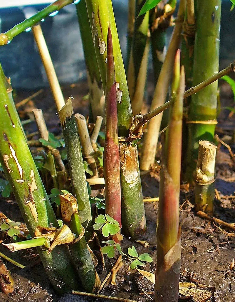 Spiny Bamboo Seeds - 20+ Seeds - Bambusa Arundinacea - Ideal for Planting, Fast-Growing, Ornamental Bamboo