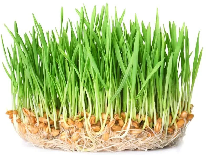 Wheatgrass Sprout Seeds 500 Count - Tasty, Delicious, Easy to Grow - Triticum aestivum