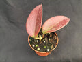 Hoya Hybrid Rooted Plant 2.5" Pot Penny's Treat MB 1405B