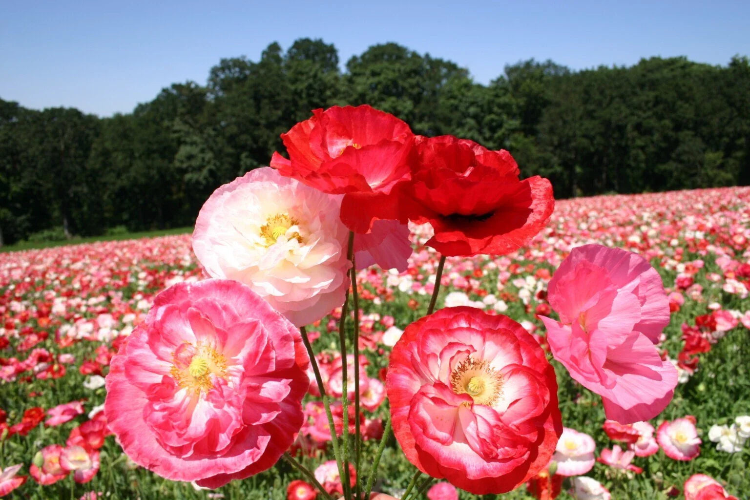 Shirley Mixed Double Poppy Seeds - 200+ Seeds for Garden Planting - Papaver rhoeas - USA