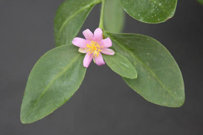 Rare Tuberous Root Succulent Plant - Pereskia weberiana - 4" Caudex Cactus - Unique Desert Plant