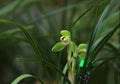 Easy Care Orchids Live Houseplant - Chinese Cymbidium Goeringii 春兰 - Air Purifying Indoor Plant