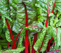 Ruby Red Swiss Chard Seeds 100+ Heat Tolerant Salad Greens Beta vulgaris, Home Garden, Easy to Grow, Non-GMO