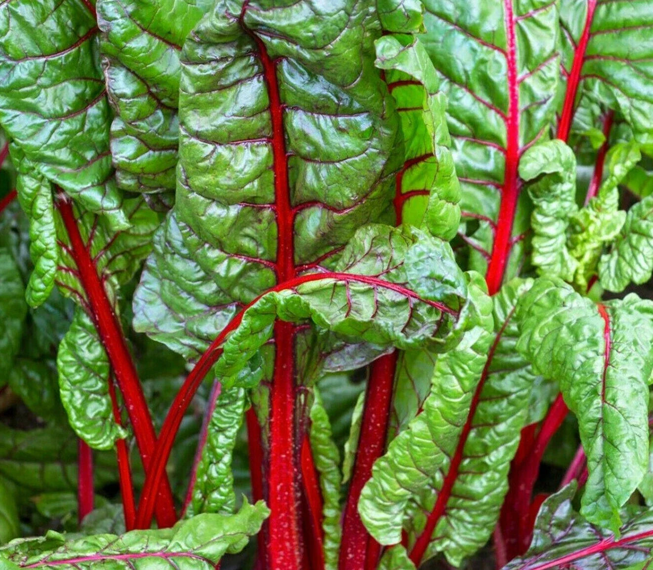 Ruby Red Swiss Chard Seeds 100+ Heat Tolerant Salad Greens Beta vulgaris, Home Garden, Easy to Grow, Non-GMO