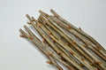 Black Currant Cuttings 10 Inches - 12 Pcs for Propagation - Ribes nigrum