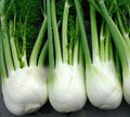 Florence Fennel Seeds for Microgreens - 100+ Seeds - Fresh Microherb Garden - Foeniculum vulgare var. dulce