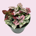 Tricolor Polka Dot Plant - 2" Pot - Colorful House Plant - Hypoestes - Easy Care Indoor Plant