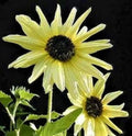 Sunflower Seeds - Italian White - 80+ Seeds - Helianthus annuus - Non-GMO, Heirloom