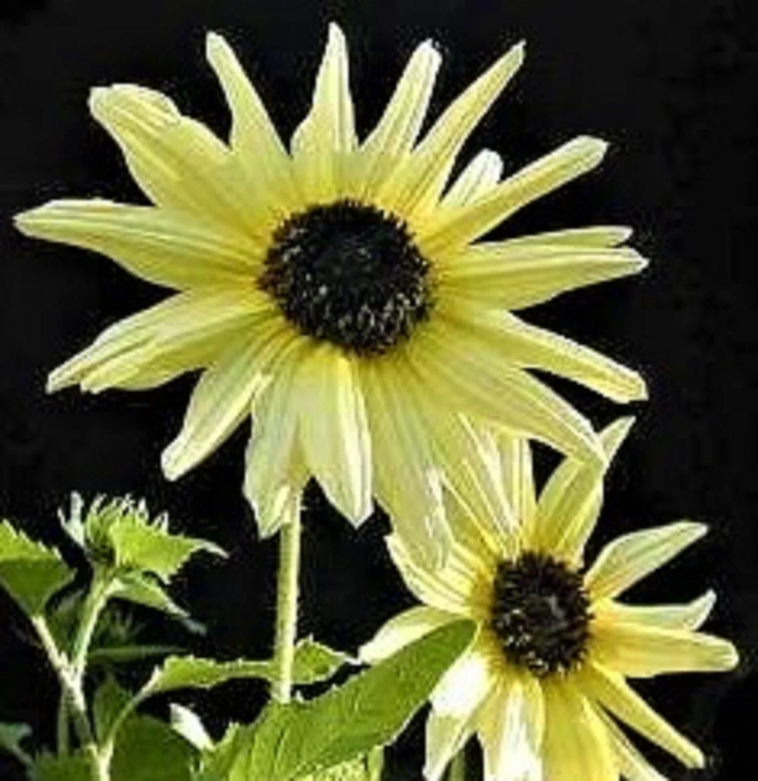 Sunflower Seeds - Italian White - 80+ Seeds - Helianthus annuus - Non-GMO, Heirloom