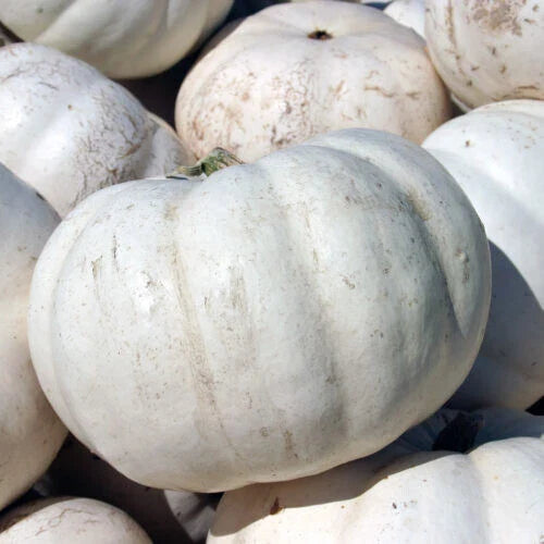 Lumina Pumpkin Seeds - 25+ Pack for Garden Planting - White Varietal - Cucurbita pepo - USA