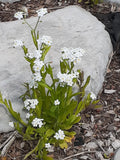 Forget-me-not Seeds, White Myosotis, Perennial Flowers, 25+ Seeds for Gardening