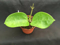 Hoya pottsii 'Chiang Mai' Rooted Plant 2.5" Pot