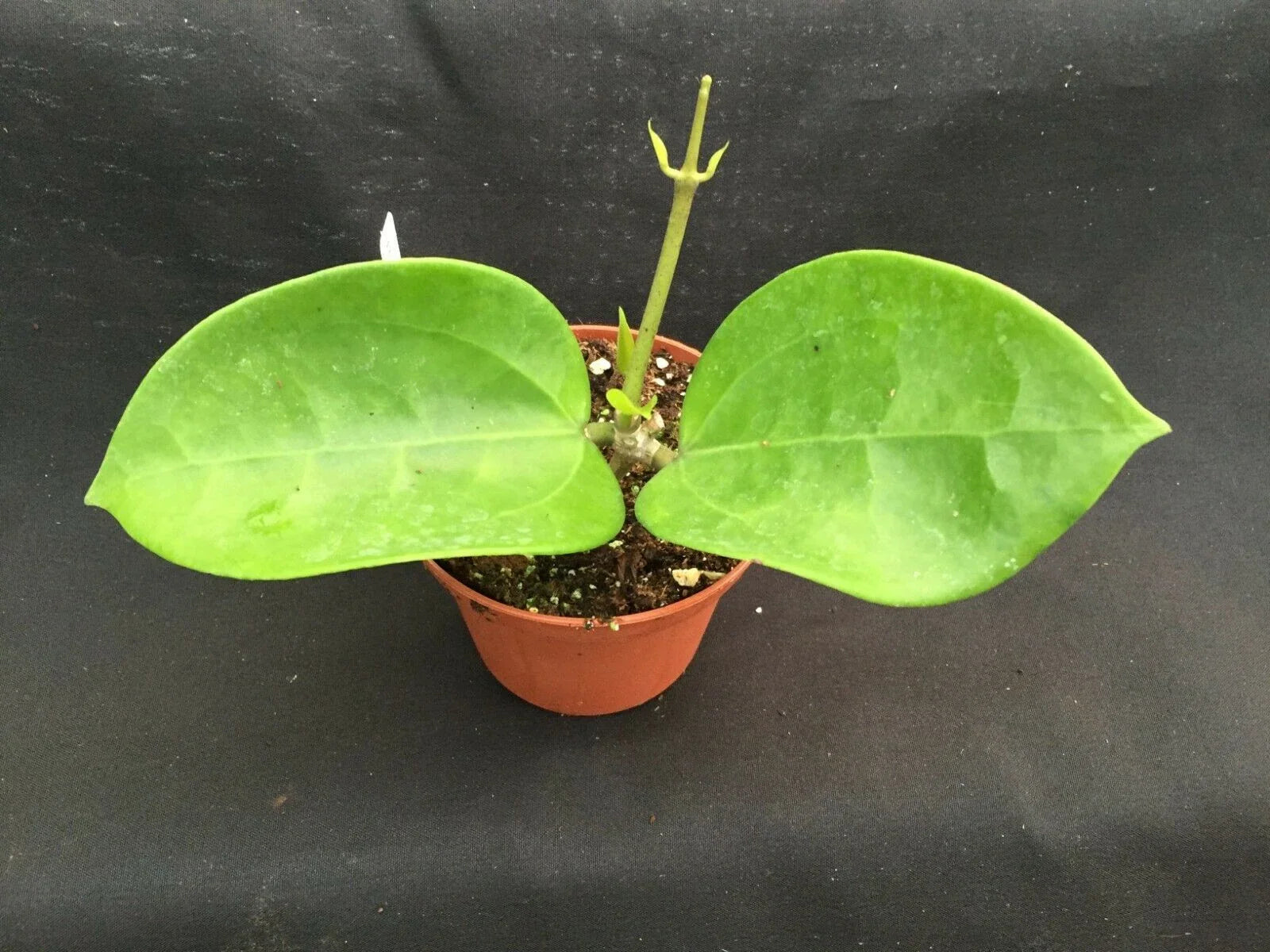 Hoya pottsii 'Chiang Mai' Rooted Plant 2.5" Pot