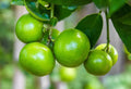 Key Lime Tree Seeds - 20+ Fast Growing Fresh Seeds - Citrus aurantiifolia - Perfect for Home Gardening