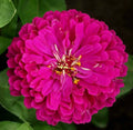 Purple Prince Zinnia Seeds - 200+ Annual Flower Seeds for Garden - Attracts Butterflies & Bees - Zinnia elegans