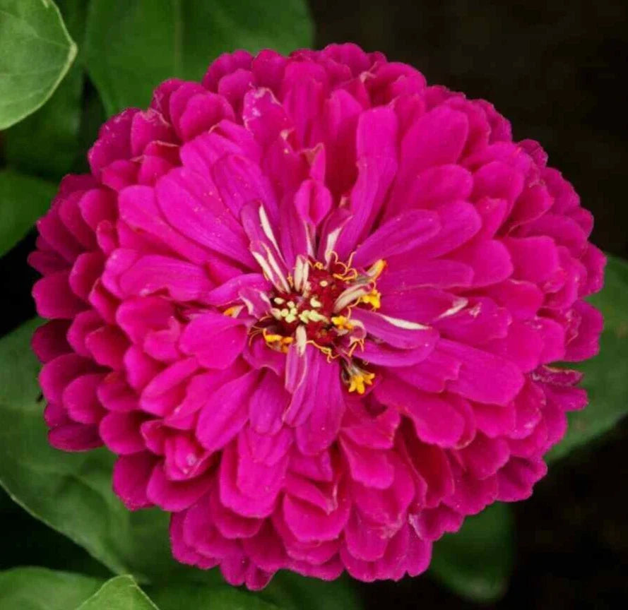 Purple Prince Zinnia Seeds - 200+ Annual Flower Seeds for Garden - Attracts Butterflies & Bees - Zinnia elegans