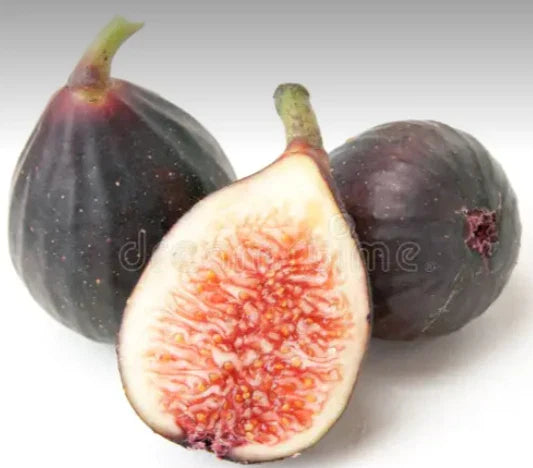 Fig Cuttings Violette de Bordeaux Negronne Propagation 2 Pack