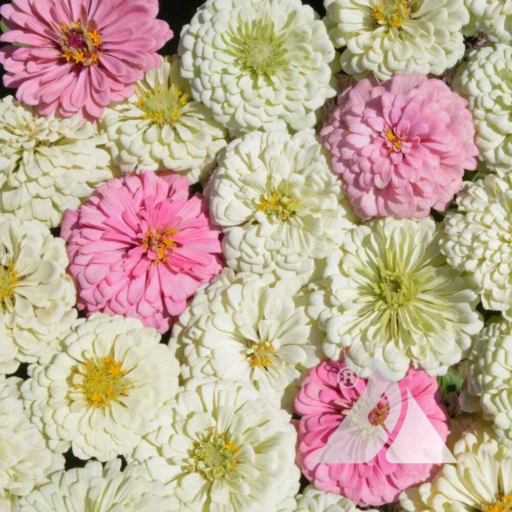 Zinnia Seeds Blushing Bride Mix Non-GMO 200 Seeds Pollinator-Friendly Cut Flowers for Weddings