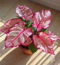 Coleus Seeds - 25+ Pink Edged Variety - Perfect for Garden Planting - USA