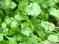 Cilantro Seeds 100g Organic Culinary Herb Coriandrum sativum Coriander