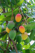 Florida Mango Scion Wood Cuttings - 3 Fresh Grafting Cuttings - Curated Varieties for Planting - Mangifera indica