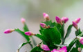 Starter Plants - 3 Living Schlumbergera truncate - Pink Thanksgiving Cactus - Zygocactus with Two-Year Roots