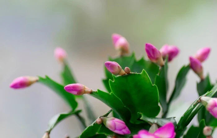 Starter Plants - 3 Living Schlumbergera truncate - Pink Thanksgiving Cactus - Zygocactus with Two-Year Roots