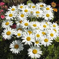 Shasta Daisy Seeds - 25+ Bright White/Yellow Flowers - Leucanthemum x superbum
