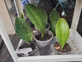 Whale Fin Snake Plant 6-7" in 3.5" Pot, Sansevieria Masoniana, Rooted Indoor Plant