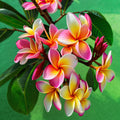 Plumeria Seeds - 5 Orange Pink Yellow Hawaiian Flower Plants - Perennial (Plumeria spp.)