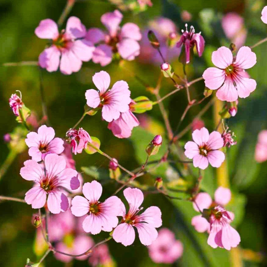 Pink Beauty Soapwort Seeds - Saponaria Officinalis - Rose Ground Cover for 2025 Planting