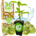 Issai Kiwi Live Plant - 3-Inch Pot - Actinidia arguta - Hardy, Cold-Tolerant Variety for Home or Garden