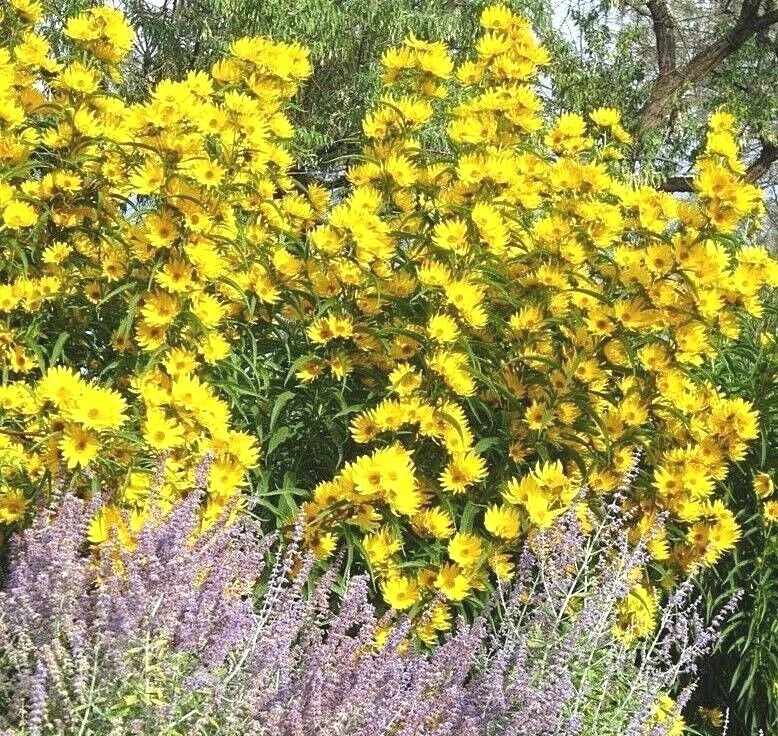 Maximilian Prairie Sunflower Seeds - 100+ Premium Native Wildflower Seeds for Heat, Cold, and Drought Tolerance (Helianthus maximiliani)
