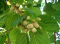 White Mulberry Tree Seeds - 25-400 Count, Sweet Edible Fruit, Non-GMO, Morus Alba