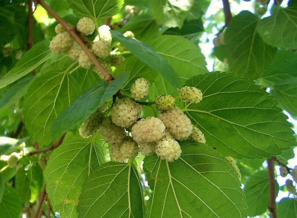 White Mulberry Tree Seeds - 25-400 Count, Sweet Edible Fruit, Non-GMO, Morus Alba