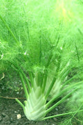 Florence Fennel Seeds 100+ Pack, Foeniculum vulgare, Full Sun, Organic Gardening, Biennial/Perennial, Herb Garden Seeds