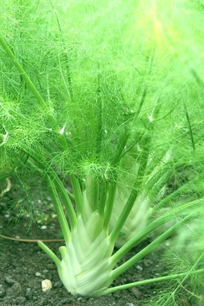 Florence Fennel Seeds 100+ Pack, Foeniculum vulgare, Full Sun, Organic Gardening, Biennial/Perennial, Herb Garden Seeds