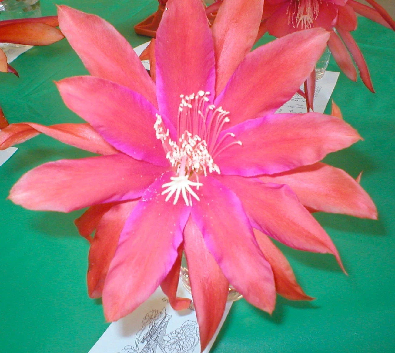 Epiphyllum Orchid Cactus Sedona Sunset Cutting - Don's Cuttings SEPT/3